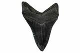 Fossil Megalodon Tooth - South Carolina #345810-1